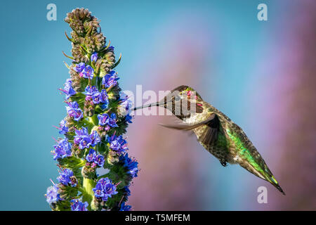 Hummingbird Fütterung auf Stolz von Madeira Stockfoto