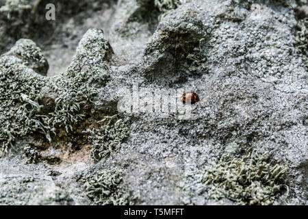 Ein Harlekin Marienkäfer (Harmonia axyridis f. Succinea) Stockfoto