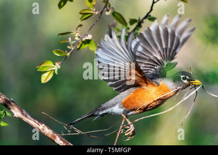 American robin Flug mit Nistmaterial im Frühjahr Stockfoto