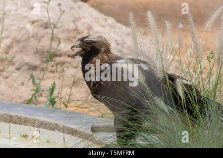 Kaiseradler (Aquila heliaca) auf dem Boden zeigen ihre scharfen Schnabel und gelbe Augen im Zoo Al Ain, VAE. Stockfoto