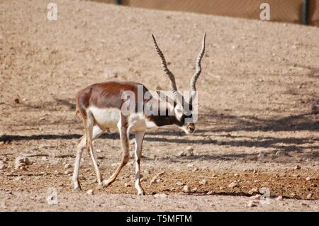 Eine Hirschziegenantilope Spaziergänge entlang der Desert Trail. Ein alternativer Name ist der indische Antilope, wo es ist ein Bewohner (Antilope cervicapra). Stockfoto