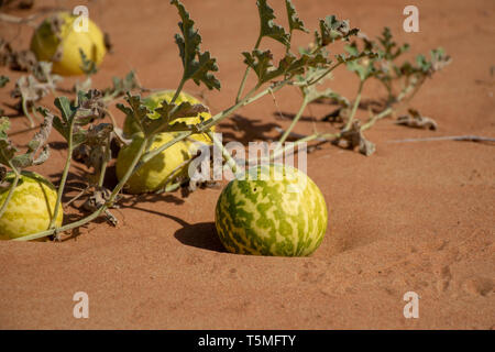 Wüste Squash (Citrullus colocynthis) (Handhal) im Sand in den Vereinigten Arabischen Emiraten (VAE). Stockfoto