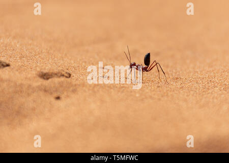 Sahara Ant (Cataglyphis bicolor) entlang der Sanddünen in Ras Al Khaimah, Vereinigte Arabische Emirate. Stockfoto