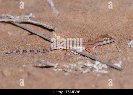 Arabian Sand Gecko oder arabische Kurze-fingered Gecko (Trigonodactylus Arabicus) in der Nacht in den Vereinigten Arabischen Emiraten Wüste. Stockfoto