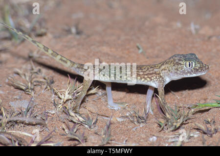 Im Nahen und Mittleren Osten Short-Fingered Gecko (Stenodactylus Doriae) stehen in den Vereinigten Arabischen Emiraten Wüste im Sand in der Nacht. Stockfoto