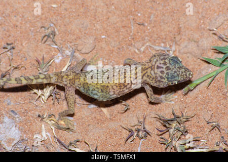 Blick von oben auf einen Nahen Osten Short-Fingered Gecko (Stenodactylus Doriae) stehen in den Vereinigten Arabischen Emiraten Wüste im Sand in der Nacht. Stockfoto