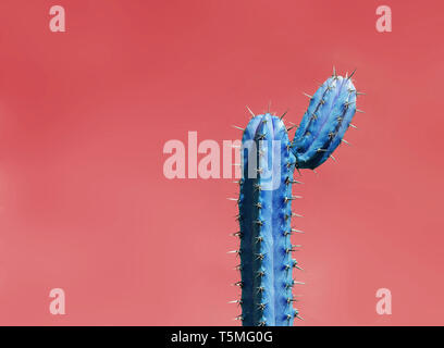 Surrealistische abstrakt blau thorny Cactus mit lustigen Form gegen rot orange sky. Stockfoto