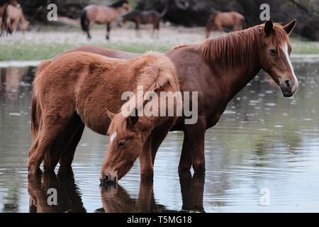 Wilde Pferde an der Salt River in Arizona Stockfoto