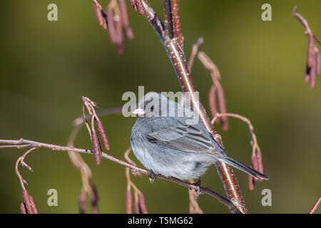 Dark-eyed Junco in einen gesprenkelten Erle in Nordwisconsin thront. Stockfoto