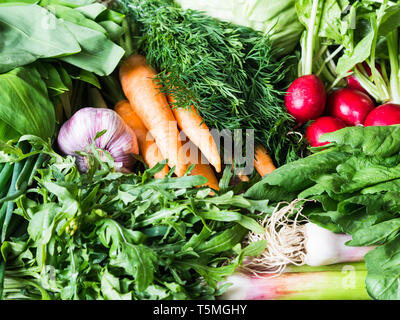 Frischen Gemüse und Kräuter - Karotten, Bärlauch, Radieschen, Dill, Knoblauch, Rucola, grüne Zwiebeln Hintergrund. Stockfoto