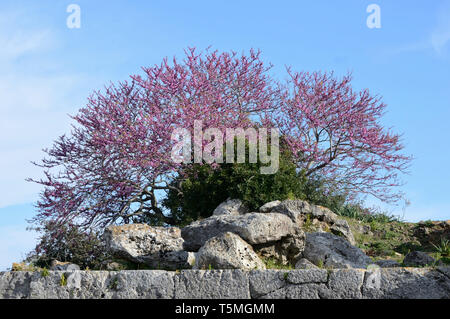 Schöner blühender Baum über den antiken Ruinen der römischen Stadt Cosa, Toskana, Italien Stockfoto