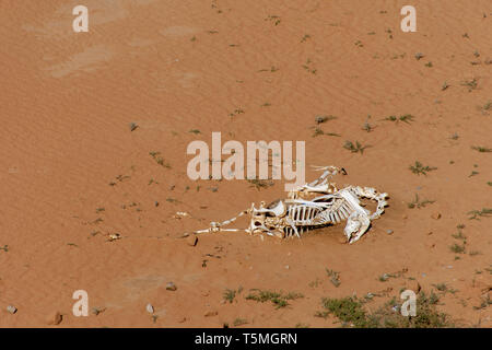 Ein weißes Kamel Skelett Knochen in der Wüste Sand in den Vereinigten Arabischen Emiraten. Stockfoto