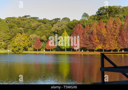 Tolles Konzept des Herbstes, schöne Bäume der Gattung Platanus mit rötlichen Blätter die Signalisierung der Fallen, San Bernardo See in San Francisco de Paula, Br Stockfoto