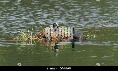 Blässhühner (UK) Nestbau in der Mitte eines Sees. Stockfoto