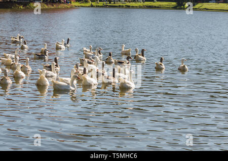 Mehrere weiße Enten schwimmen auf dem See São Bernardo in São Francisco de Paula in Brasilien. Stockfoto