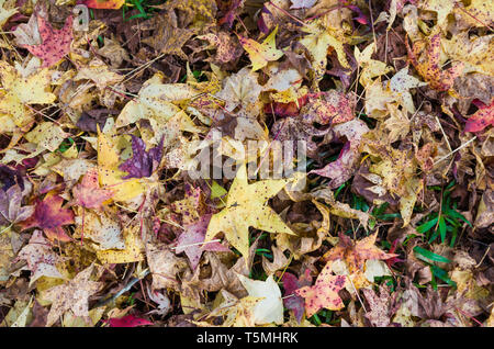 Tolles Konzept des Herbstes, rote Blätter von Platanus auf den Boden gefallen. Stockfoto