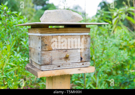 Bienenstock ohne Stachel, jataí Biene (Tetragonisca angustula) Stockfoto