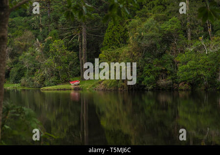 Mystische grünen Wald von Brasilien, moosigen Boden. Stockfoto