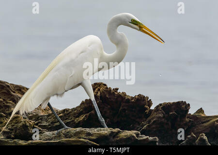 Silberreiher (Ardea alba), Angeln im See Catemaco und Veracruz, Mexiko #2 Stockfoto