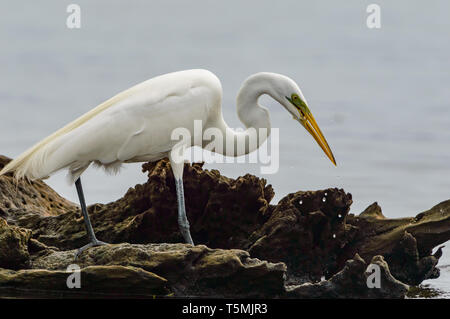 Silberreiher (Ardea alba), Angeln im See Catemaco und Veracruz, Mexiko Stockfoto