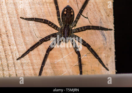 Tiger Wandering Spider Cupiennius salei, Nahaufnahme mit Kopie Raum Stockfoto