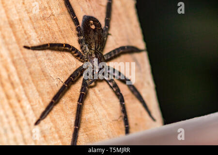 Einen weiblichen Erwachsenen Tiger Wandering Spider Cupiennius salei, auch als eine Banane Spider auf ein Stück Holz im Dschungel von Veracruz, Mexiko. Kopieren spac bekannt Stockfoto