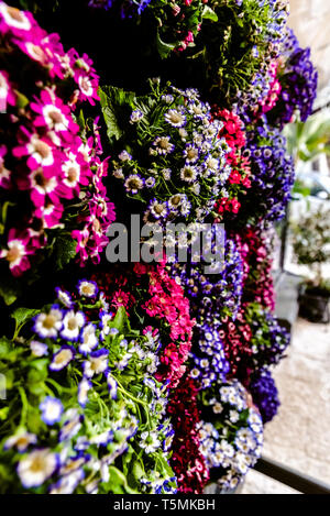 Gänseblümchen vieler Farben hängen an der Fassade eines Hauses. Stockfoto