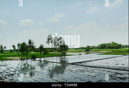 Riesige Reisfelder vor dem Umpflanzen Stadium in Tamil Nadu, Indien. Stockfoto