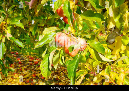 Apple fallen auf dem Boden mit gelben rote Blätter Obstgarten im Herbst schöne Natur im Herbst Saison Stockfoto