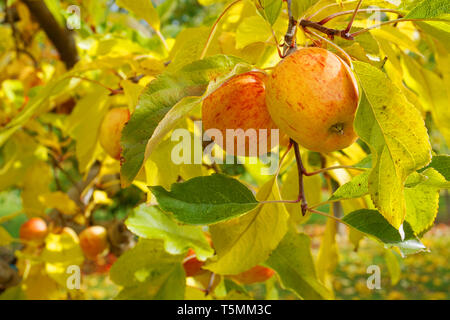 Apple fallen auf dem Boden mit gelben rote Blätter Obstgarten im Herbst schöne Natur im Herbst Saison Stockfoto