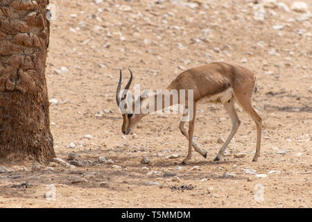 Ein springbock Antilope oder Gazelle (Antidorcas marsupialis) Wanderungen in der Wüste Sand. Stockfoto