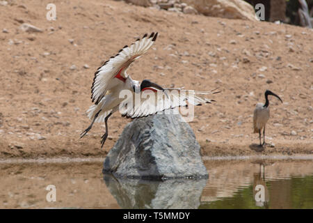 Ein Heiliger Ibis Landung zeigen ihre schönen weißen und roten Flügeln gegen eine sandige Hintergrund in der Nähe von einem Teich (Threskiornis aethiopicus). Stockfoto