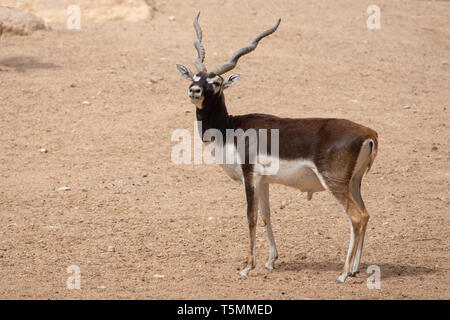 Eine Hirschziegenantilope hört und sieht entlang der Desert Trail. Ein alternativer Name ist der indische Antilope, wo es ist ein Bewohner (Antilope cervicapra). Stockfoto