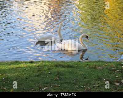 Schwäne im Boston Public Garden Stockfoto