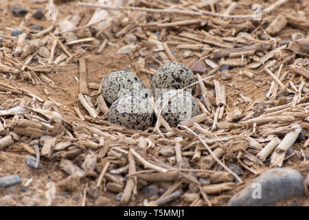 Red Gelbstirn-blatthühnchen Kiebitz (Vanellus indicus) Nest von vier Eier in den Vereinigten Arabischen Emiraten. Stockfoto