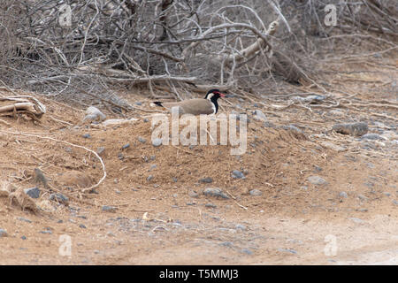 Red Gelbstirn-blatthühnchen Kiebitz sitzt auf Ihrer (Vanellus indicus) Nest von vier Eier in den Vereinigten Arabischen Emiraten. Stockfoto