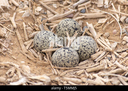 Red Gelbstirn-blatthühnchen Kiebitz (Vanellus indicus) Nest von vier Eier in den Vereinigten Arabischen Emiraten. Stockfoto