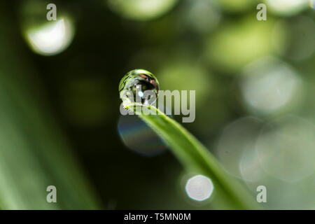 Ein Regentropfen auf einem Grashalm, als wenn das Gras ist ein Geschenk Stockfoto