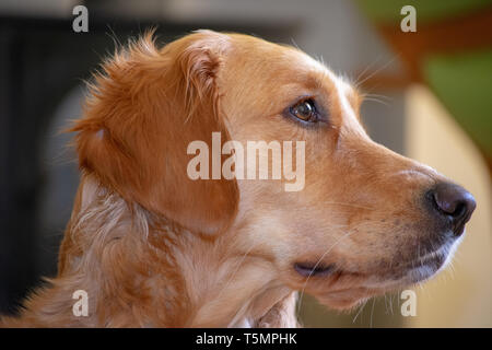 Golden Retriever Portrait, Seitenansicht Stockfoto