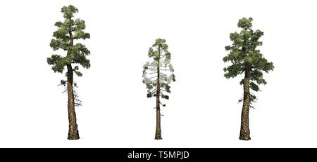 Satz von Colorado Blue Spruce Bäume - auf weißem Hintergrund Stockfoto