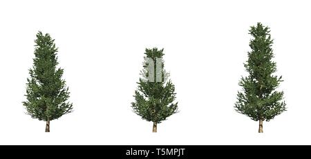 Satz von Fraser Tannen - auf weißem Hintergrund Stockfoto