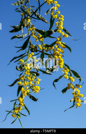 Golden Wattle, Akazienpycnantha-Baumblume Stockfoto