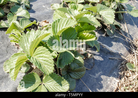 Erdbeerblätter auf dem Feld. Erdbeeren wachsen auf dem Feld in Zeilen. Wachsende Erdbeeren. Stockfoto
