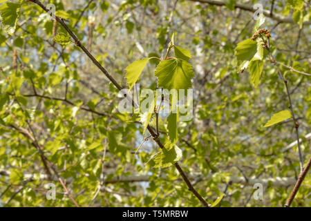 Grüne Blätter der Birke im Vordergrund. Branchen mit birkenblättern. Stockfoto