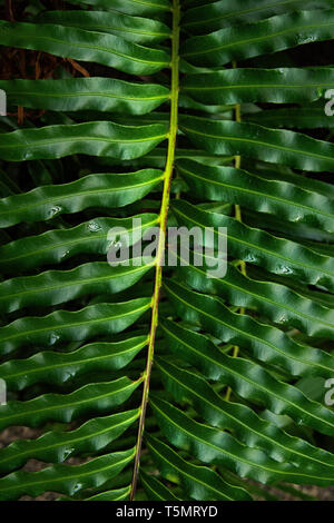 Blätter von attraktiven fern Stockfoto