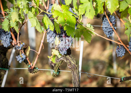 Italienische Trauben und Reben in einem Weinberg in der Nähe von Panzano in Chianti, Italien, im Herbst, Stockfoto