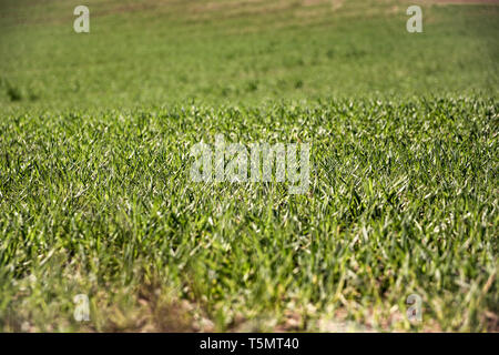 Ackerland und Branchen Hintergrund. Sprossen von Weizen zu ernten. Sonnenlicht Stockfoto