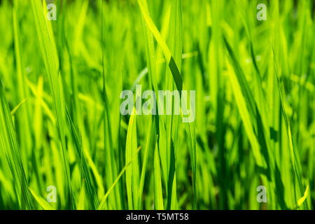 Closeup Schuß von jungen Reis pflanzen Stockfoto