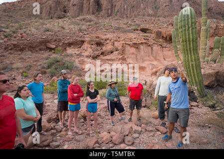 Guide erzählt Group über Cardón Kaktus, Espiritu Santo, Baja California Sur, Mexiko Stockfoto