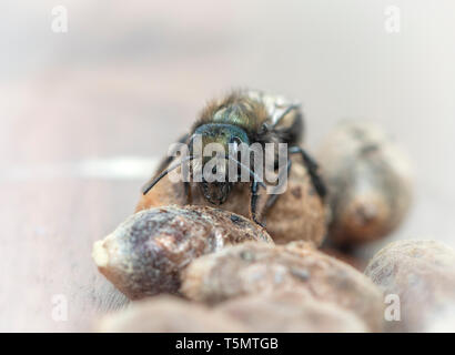 Weibliche Mason Bee (Osmia Lignaria) auf der Oberseite des Bee Pods - Vorderansicht Stockfoto